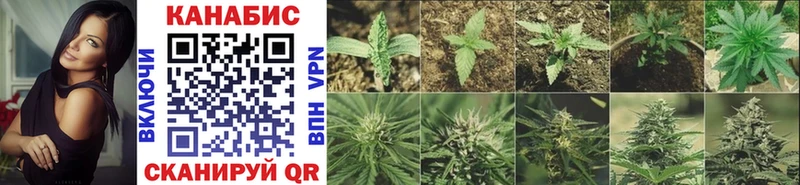 Канабис семена  Купить где  Шумиха 
